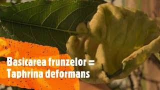 Basicarea frunzelor Taphrina deformans [upl. by Kellene]