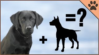 10 Unbelievable Labrador Mix Breeds [upl. by Shea]