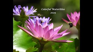 2025 Colorful Waterlilies calendar [upl. by Nnaael]