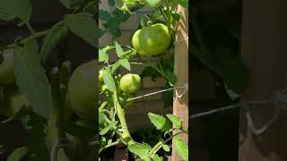 Beefsteak tomatoes are super class garden tomatoe shorts [upl. by Noda]