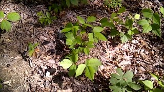 How to Kill Poison Ivy in One Day Without Poisonous Chemicals [upl. by Nicko714]