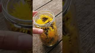 SHORT  DANDELIONS  How to NATURAL DYE with dandelions Botanical colours  Casacaribe [upl. by Araiek165]