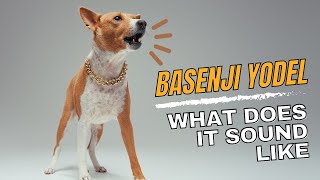 Basenji Yodel  Sound amp Explanation [upl. by Derrej]