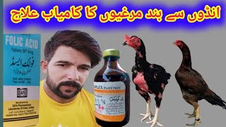 andon se band murgiyon ka kamyab ilaajانڈوں سے بند مرغیوں کا کامیاب علاج [upl. by Aicyle]