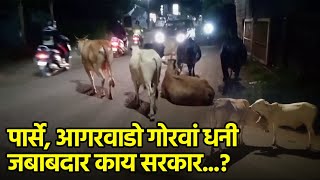 Mooving Trouble Stray Cattle Cause An Udder Mess on Goan Roads  Goa365 TV [upl. by Riatsala]