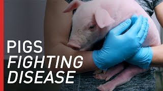 Fighting Rare Diseases with Genetically Modified Pigs [upl. by Edia]