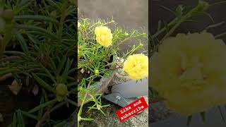 😍😍 portulaca Grandiflora  4type colour new roseflowers subscribe roseplants mossrose yt [upl. by Aneerak554]