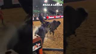 TOURO REZA A LENDA MELHOR TOURO EM DIVINÓPOLIS MG RODEIO DA PBR BRASIL MELHOR TOURO DA ATUALIDADE 🐂 [upl. by Enyad39]