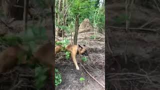 Boerboel vs wild pig  endgame [upl. by Nottnerb139]