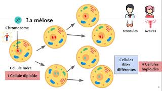 La méiose ♂️♀️ [upl. by Aidroc407]