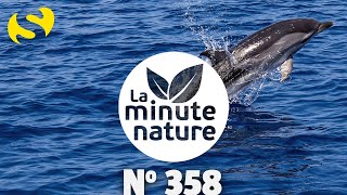 DAUPHINS ET BALEINES EN MÉDITERRANÉE  No 358 [upl. by Ardnekahs185]