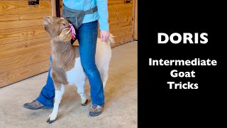 Doris Intermediate Goat Tricks [upl. by Atilrep]