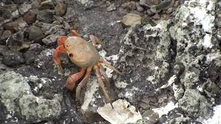 Cangrejo de Malpelo  Gecarcinus Johngarthia malpilensis  Endémico  Isla de Malpelo [upl. by Atinaj]