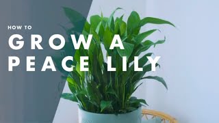 How To Care For A Peace Lily  Bunnings Warehouse [upl. by Iaht60]