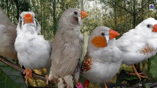 Zebra finch singing  Birds sounds [upl. by Nerej680]