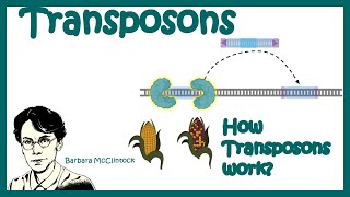 Transposons  Transposable elements  Types of transposons how transposons work [upl. by Weiman]