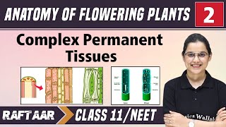 Anatomy of Flowering Plants 02  Complex Permanent Tissues  Class11NEET  RAFTAAR [upl. by Harmon]