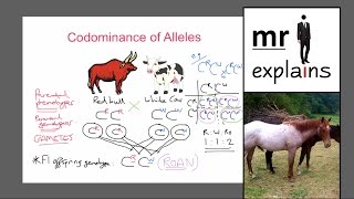 mr i explains Codominance of Alleles IGCSE Inheritance and Variation [upl. by Bast]