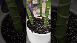 Eliminate Fungus Gnats in Houseplants [upl. by Garald]