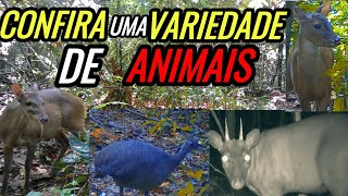 quotAmazônia Selvagem A Incrível Fauna da Maior floresta do Mundoquot videoviral animais [upl. by Georgie]