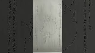 glyoxylate cycle biochemistry [upl. by Enomis]