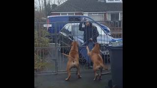 Bullmastiff The Natural Guard Dogs youtubeshorts youtube ytshorts [upl. by Myles]