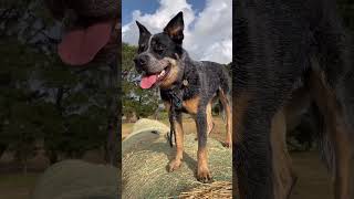 How Cool Are Working Cattle Dogs In Australia cattledog doglifeisgood farmdog workingdog [upl. by Arlee]