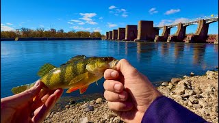 Big Perch Fishing Below the Dam [upl. by Euqinmod]