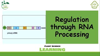 Regulation through RNA Processing and Decay [upl. by Benni]