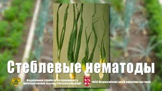 Стеблевые нематоды картофеля и лука [upl. by Thordia]