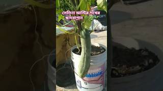 সেলিনা আন্টির ছাদবাগান 🌿nature রিজিক shorts ahmadullah ছাদকৃষি youtubeshorts islamic reels [upl. by Nileuqcaj]