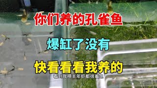 我养的孔雀鱼，真的太能生了，鱼苗爆炸式增长啊 [upl. by Pitt]