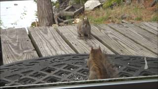 Squirrel Fight May 11 2012 [upl. by Heddy350]