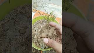 Asparagus plant plants garden terracegarden videos shorts youtub flowers asparagusfern [upl. by Otanutrof]