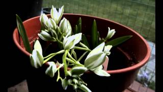 Ornithogalum balansae [upl. by Snowber]