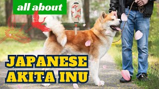 JAPANESE AKITA INU  ALL About This Noble Breed [upl. by Edrei]