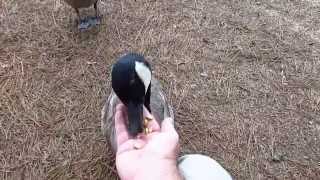 Feeding Canada geese [upl. by Schuster]