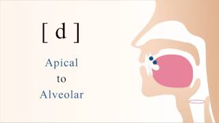 d  voiced unaspirated apical alveolar stop [upl. by Aryn]