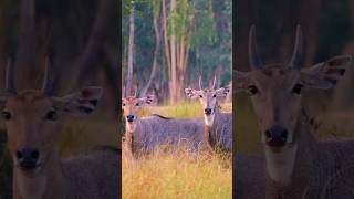 Nilgai video jungleinside nilgai animals arvlogindia junglelife music [upl. by Lytle]