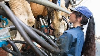 Milking time halved in new rotary milking parlour [upl. by Nnav]