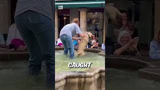 Cheeky dog cooling down in a public fountain [upl. by Anilorak]