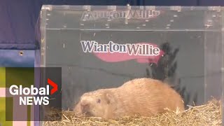 Groundhog Day 2023 Wiarton Willie predicts early spring for Canada [upl. by Yroc]