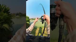 How To Catch Red Tail Catfish [upl. by Luhar]