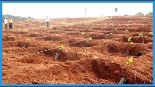 Whole Process Of Growing amp Processing Cashews Will Explain Why Cashew Nuts Are So Expensive [upl. by Palecek208]