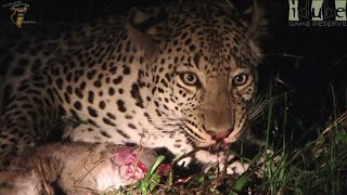 Watch In Awe As A Leopard Devours A Baby Duiker🐆🍼 [upl. by Martina847]