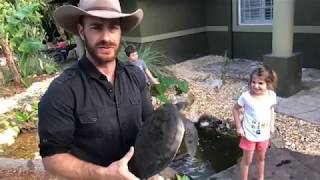 Fly River Turtle Pond Unveiling [upl. by Beuthel]