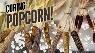 How to Cure Homegrown Popcorn BETTER THAN STORE BOUGHT [upl. by Jerrilyn]