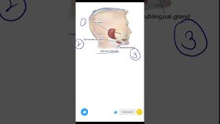 Salivary glands life processes ncert class10 biology students education youtubeshorts human [upl. by Waers]