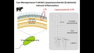 Can Menaquinone4 Inhibit Lipopolysaccharide Endotoxin Induced Inflammation [upl. by Ajiram]