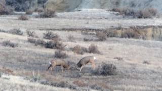 EPIC mule deer fight [upl. by Three]